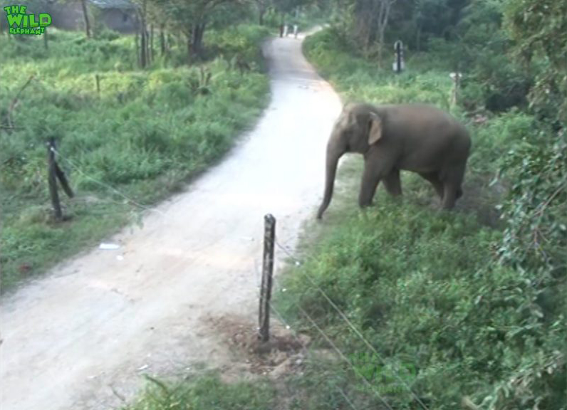 Happy Face the intelligent elephant destroys an electric fence