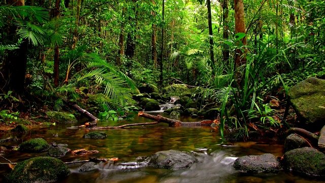 World Heritage site - Sinahraja rainforest - wild life srilanka