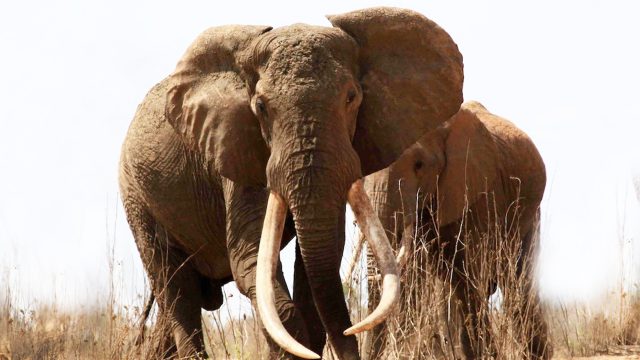 Remembering Satao : One of the largest tuskers that lived