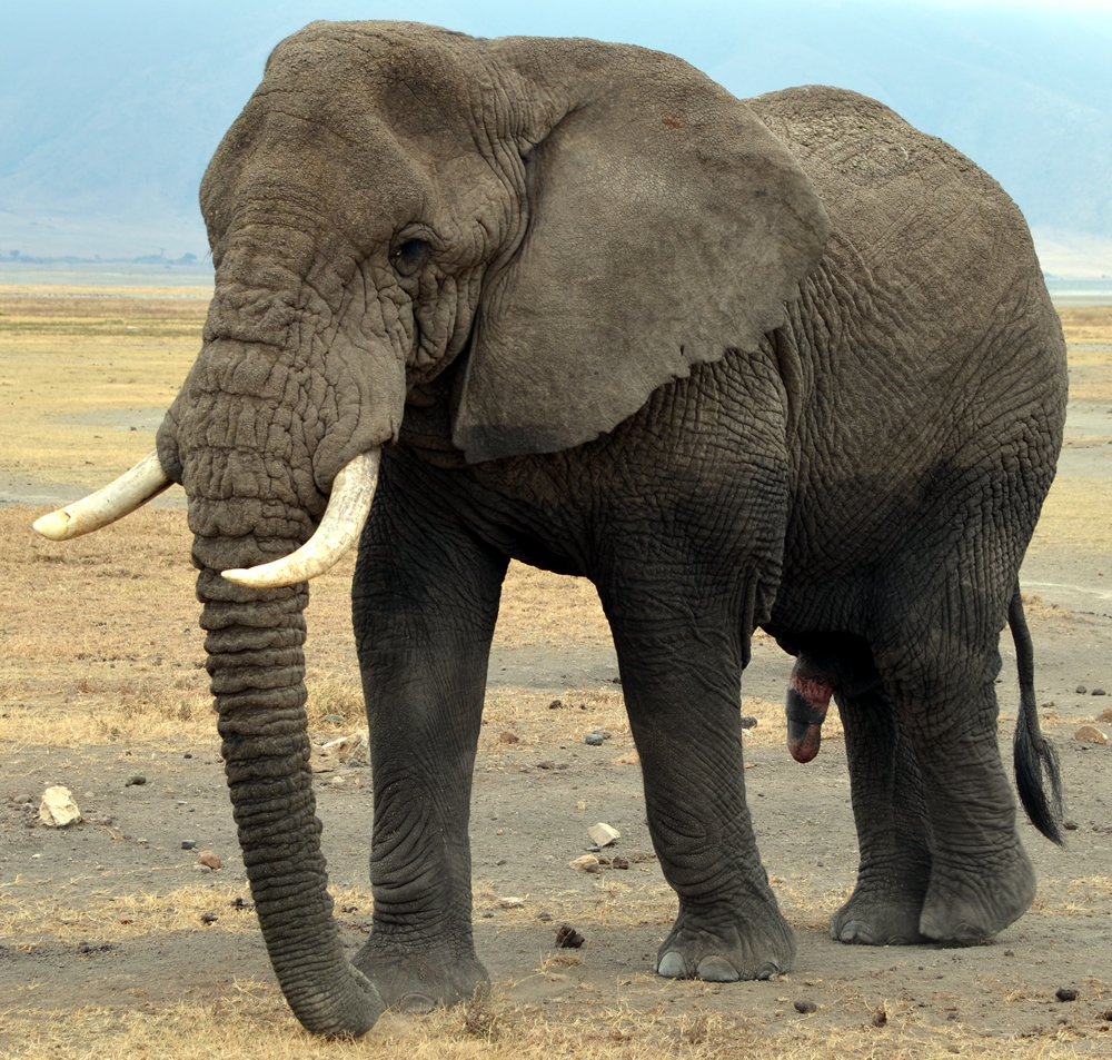 Differences between Asian Elephants and African Elephants.