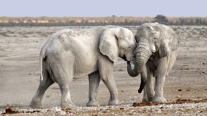 How long do elephants live? - Sri Lankan Wildlife