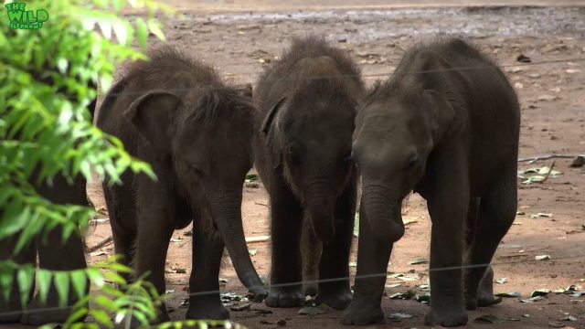 Elephant orphans queue to drink milk