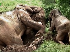 Incredibly agile elephant saved by kind humans Incredibly agile elephant saved by kind humans