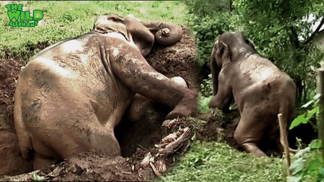 Incredibly agile elephant saved by kind humans