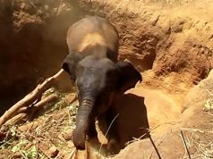 A Young elephant saved by humans A Young elephant saved by humans