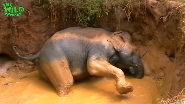 A young tusker saved from a well