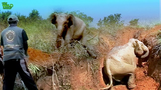 Mother and Baby Elephant Rescued by Heroic People