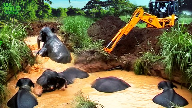 Drowning elephants saved from a muddy well