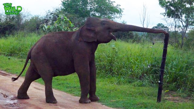 Smart elephant breaks an electric fence