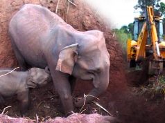 Baby and elephant mother saved from a pit by real-life heroes Baby and elephant mother saved from a pit by real-life heroes