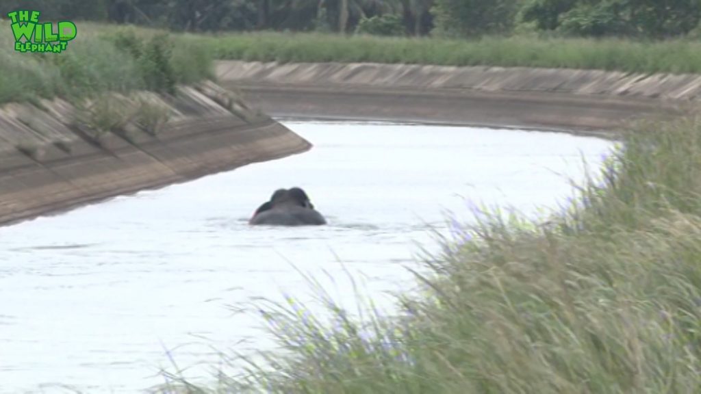 One hard elephant rescue attempt from a canal