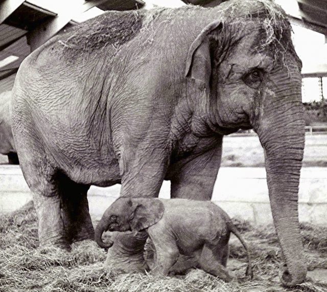 Differences between Asian Elephants and African Elephants.