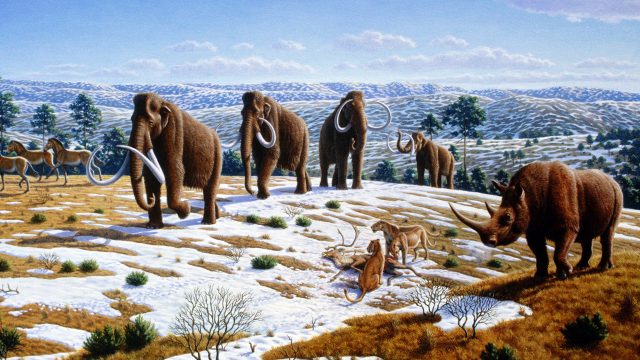The Extinction of Mammoth : How did it happen?