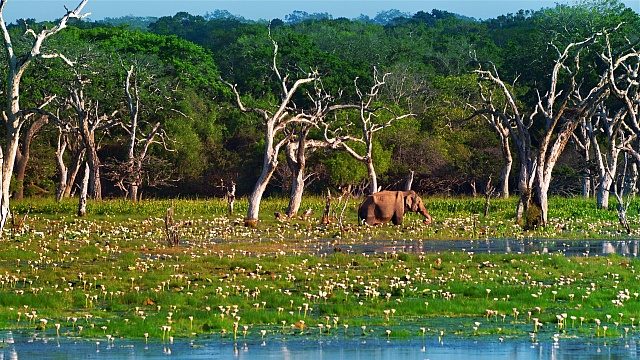 Yala National Park