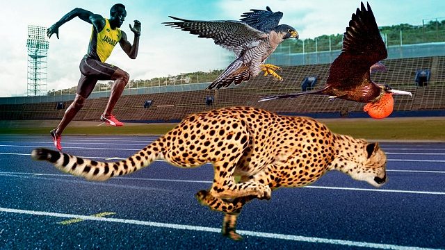 Animals faster than Usain Bolt