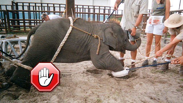 Elephant circus acts are not for entertainment. It is cruelty!