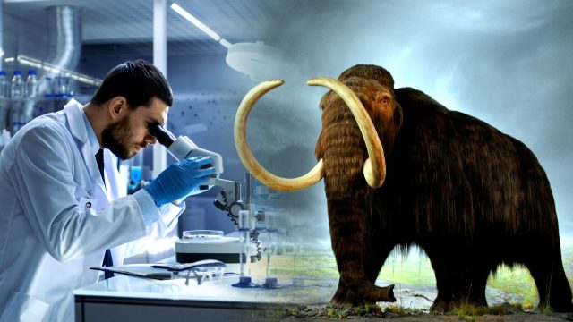 An artificial womb to grow mammoth - elephant hybrid