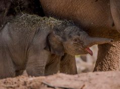 Unexpected baby arrival! Chester zoo celebrates the birth of a newborn baby three months after due date. Unexpected baby arrival! Chester zoo celebrates the birth of a newborn baby three months after due date.