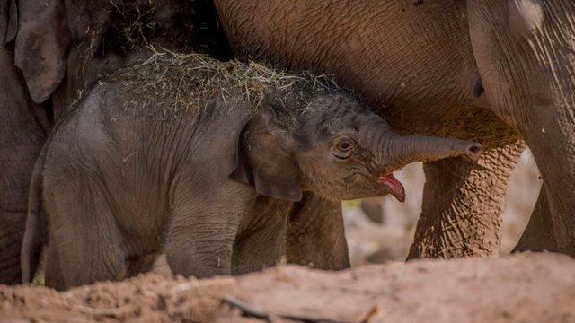 Unexpected baby arrival! Chester zoo celebrates the birth of a newborn baby three months after due date.