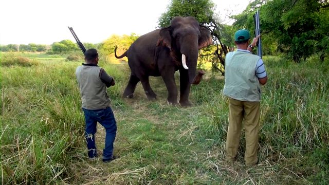 An Injured Elephant With A Single Tusk