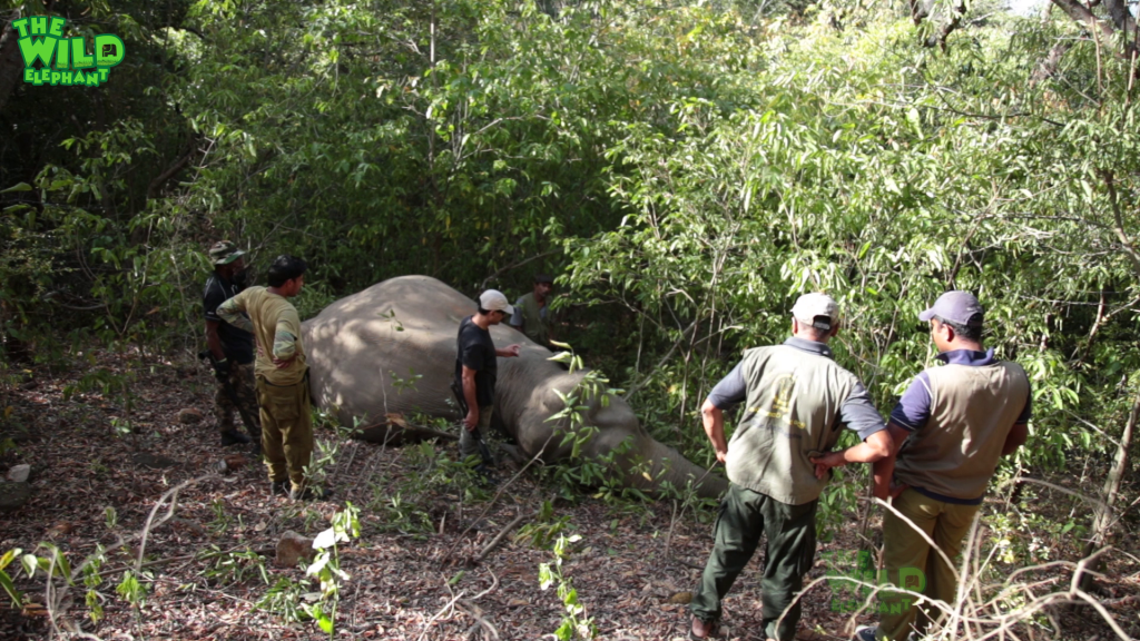 Elephant gets saved from hunters by wildlife team (part 1)