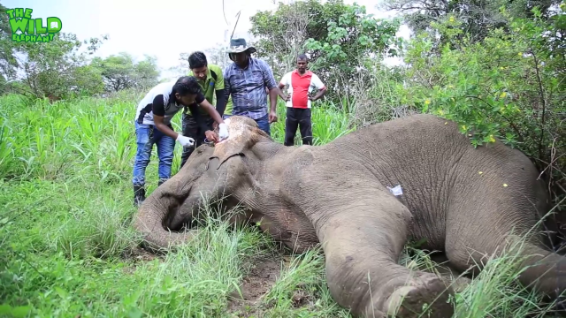 Injured elephant gets multiple injections from vet doctors and saline in the ear (Part 2)