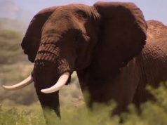 Don’t buy ivory to save lives of fascinating giants on the land. Just let them wear their own ivory! wild elephant video