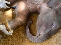 The Baby elephant who felt like walking in hell saved by kindness Elephant human affairs : Cute baby elephant in critical state gets treated.