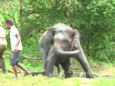 Giant elephant gets a ticket to a safe jungle