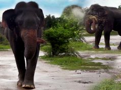 How elephants enjoy little things like the rain How elephants enjoy little things like the rain