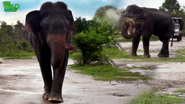 How elephants enjoy little things like the rain