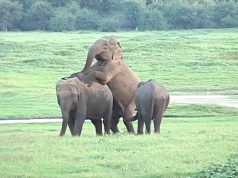 Elephants making love – This is how giant elephants mate Elephants making love - This is how giant elephants mate