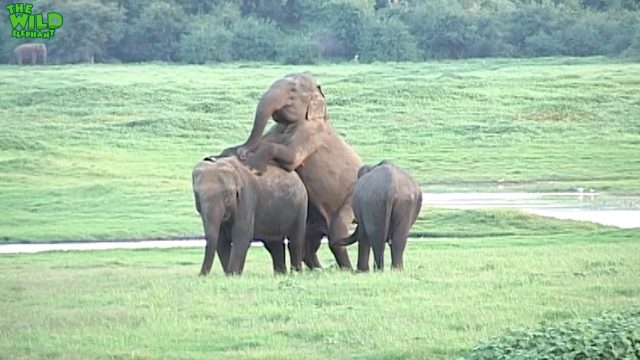 Elephants making love - This is how giant elephants mate