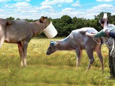 Sri Lankan Sambar Deer Rescue and Treatments