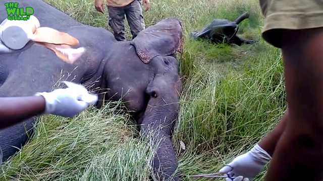 Sri Lankan wild elephants and brave wildlife officers