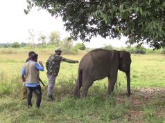 The Risky Lives Of Wildlife Officers Who Helps Elephants.