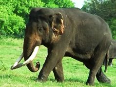 The magnificent alpha tusker with THICK tusks