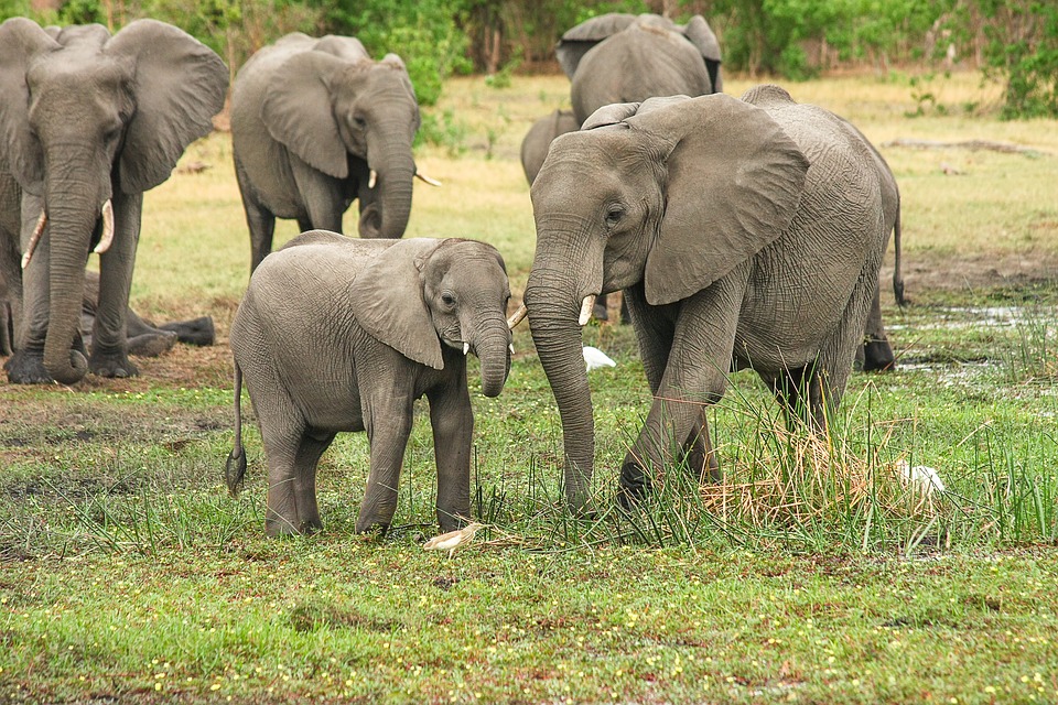 What do elephants eat and drink?