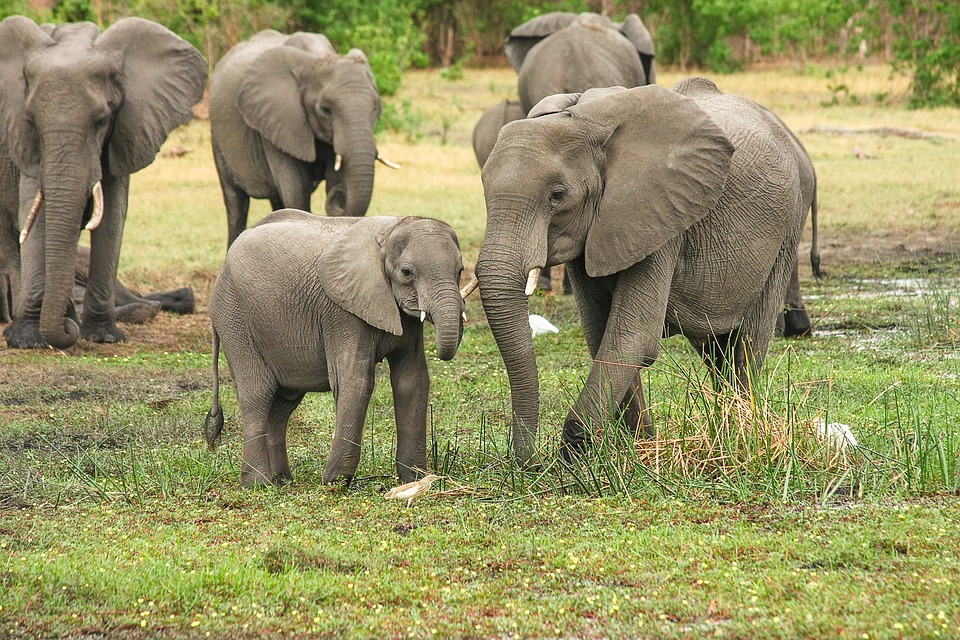 What do elephants eat and drink Wild Elaphant Video