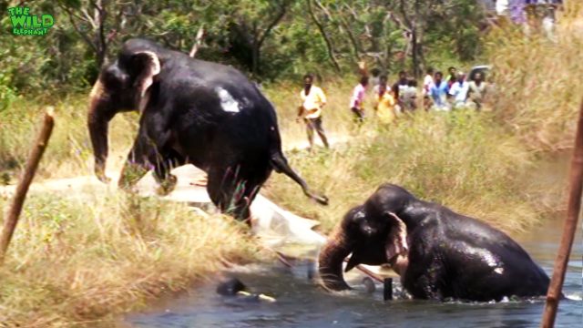 Guiding a trapped giant elephant out from a canal