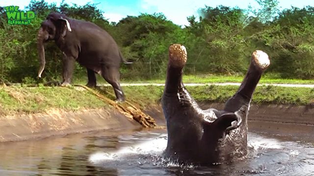 Somersaulting elephant saved from a canal