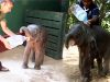 Cutest baby elephant saved and treated before taken back to the elephant herd Cutest baby elephant saved and treated before taken back to the forest