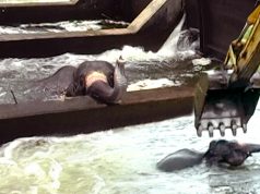 A DAM TRIES TO SWALLOW AN ELEPHANT, HUMANS SAID OTHERWISE. A DAM TRIES TO SWALLOW AN ELEPHANT, HUMANS SAID OTHERWISE.