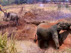 Funny elephant calf messes around with the caterpillar that saved her Funny elephant calf messes around with the caterpillar that saved her.