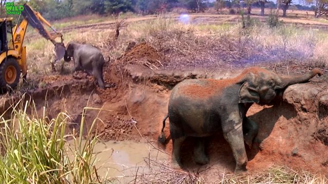 Funny elephant calf messes around with the caterpillar that saved her.