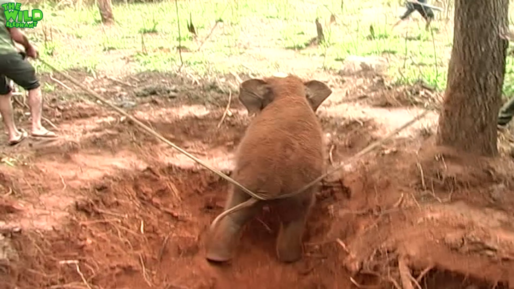 Baby Elephant Rescue Compilation.Funny baby elephants chasing humans.