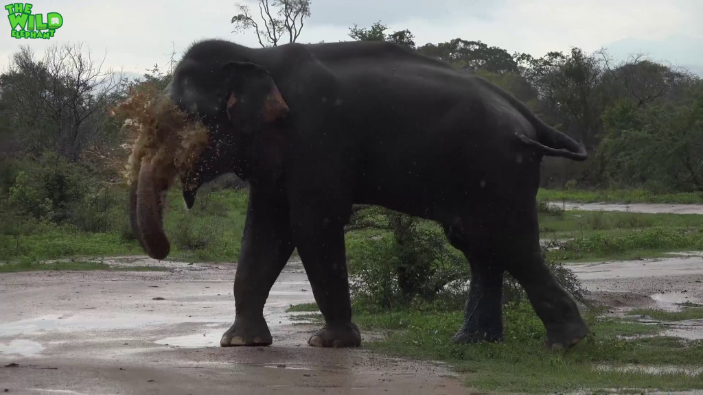 How elephants enjoy little things like the rain