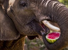 What do elephants eat and drink? What do elephants eat and drink?