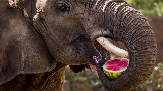 What do elephants eat and drink?