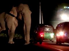 A monster size Elephant on the streets. Bigger than a truck!